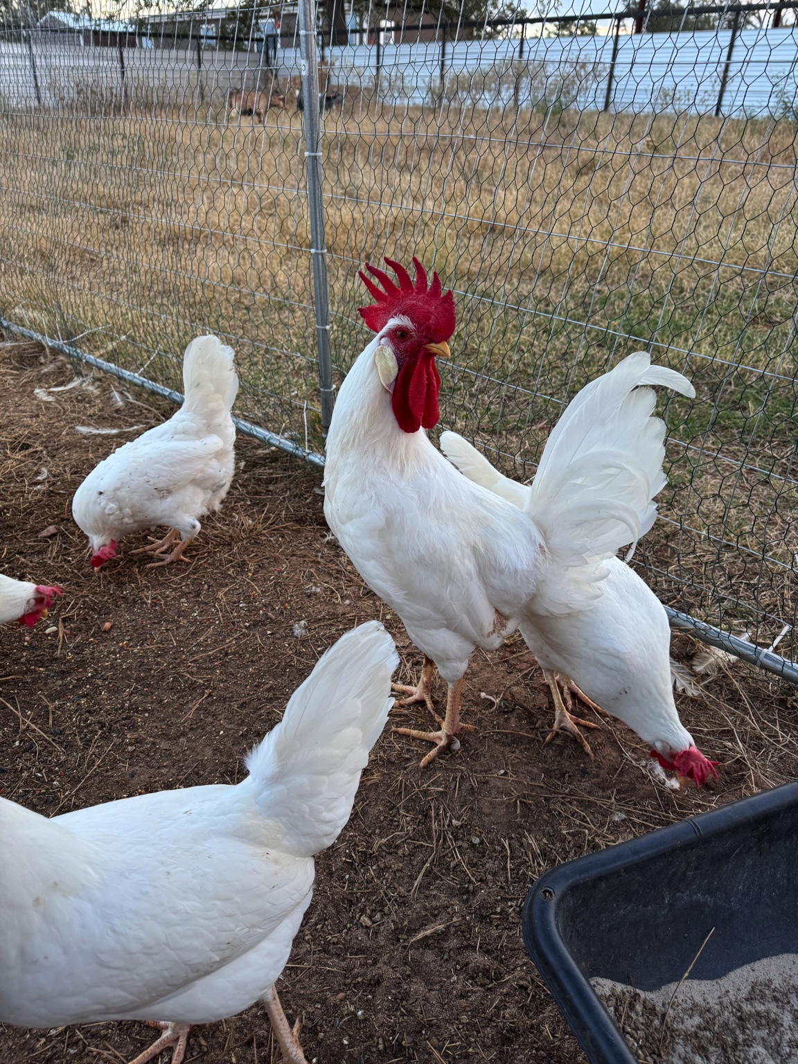 Rooster and hens