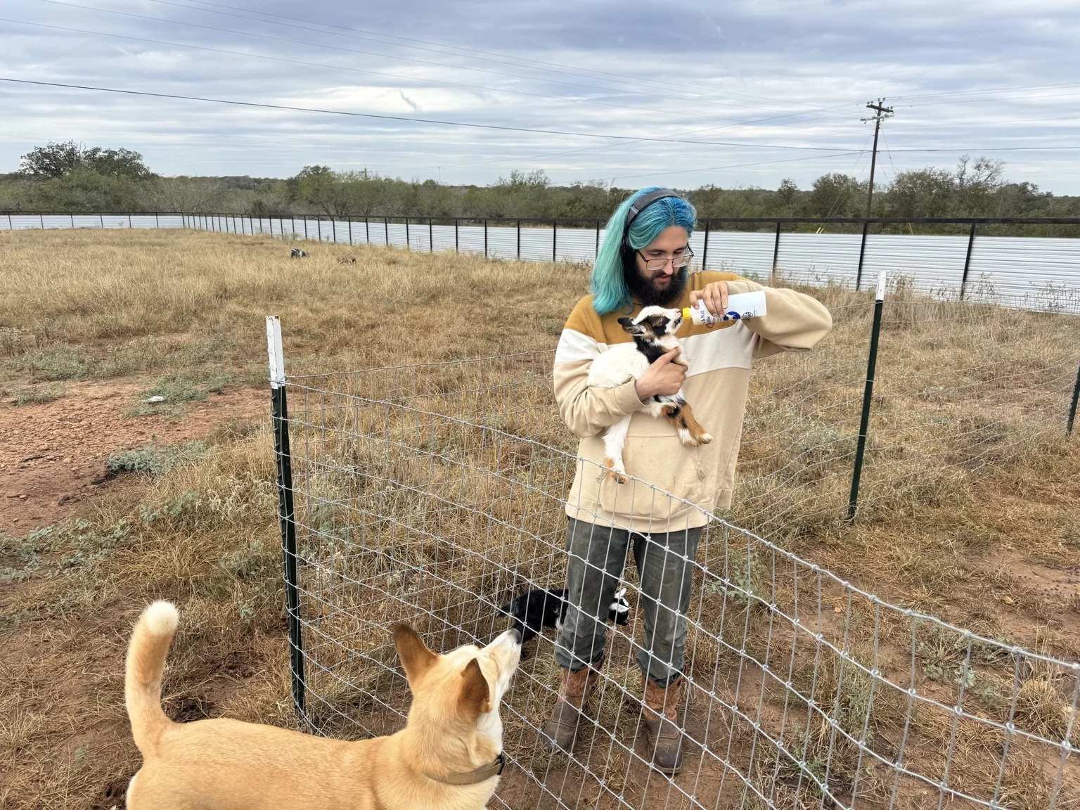 A family member bottle-feeding a young goat while a ranch dog watches