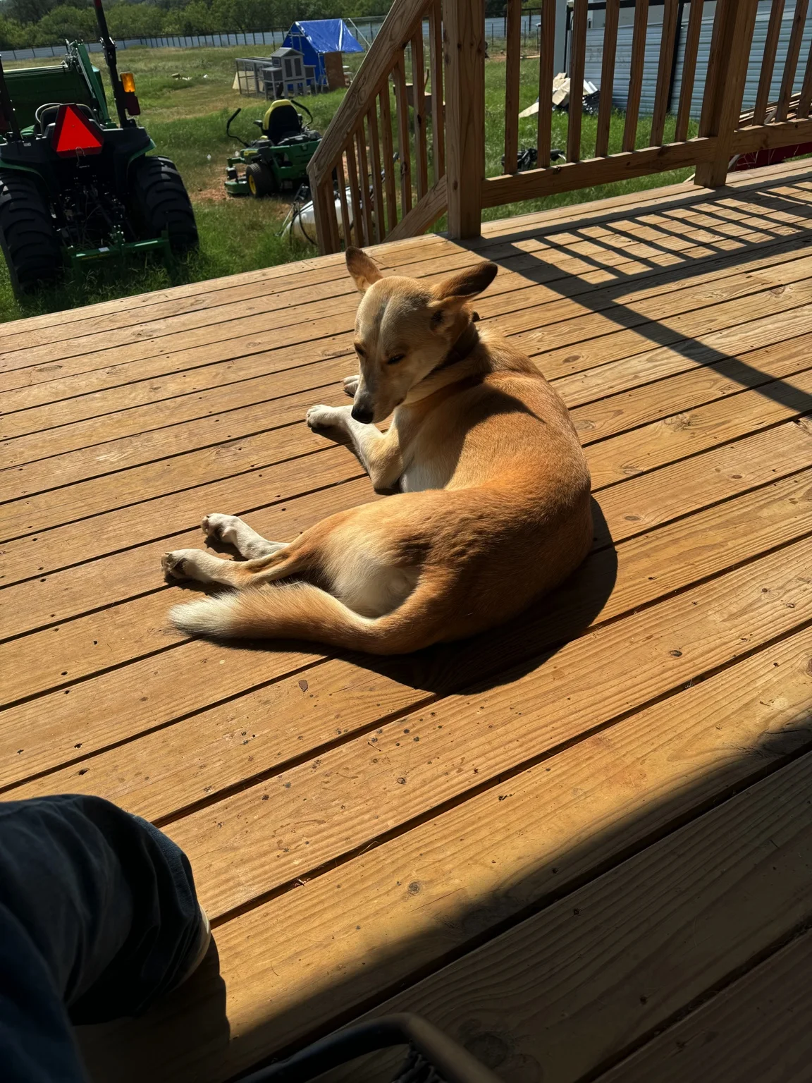 Buddy relaxing on the porch at Gunfighter Ranch
