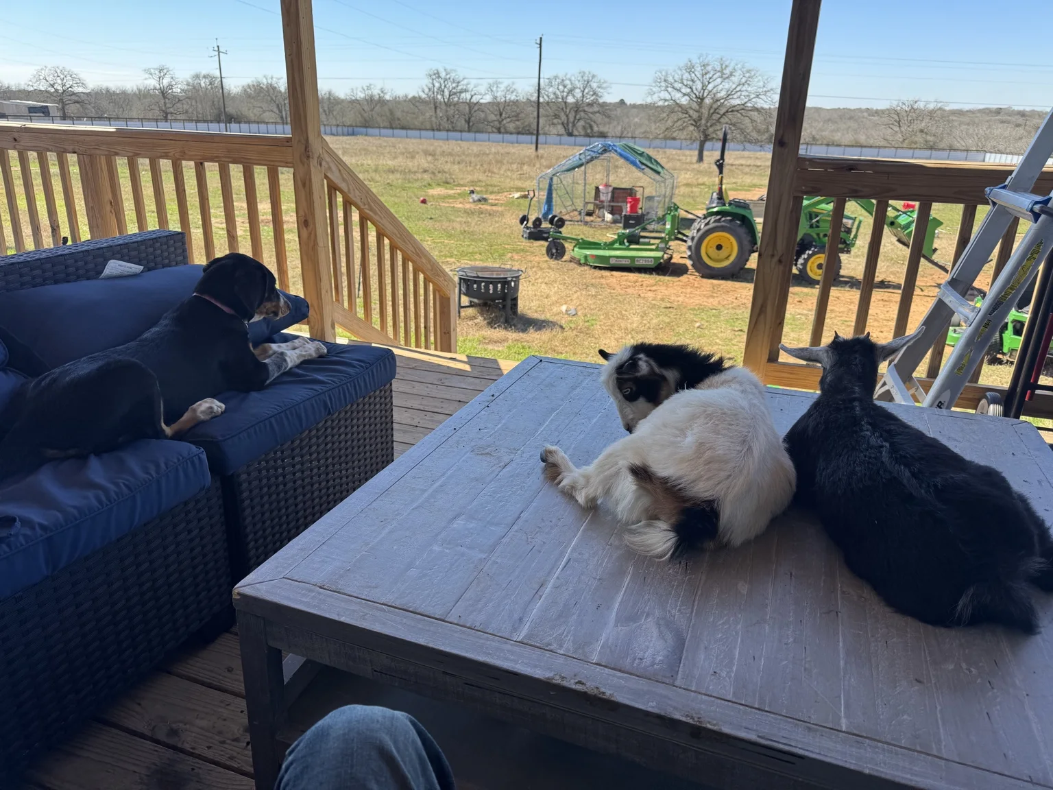 Young goats and Gracie together on the deck