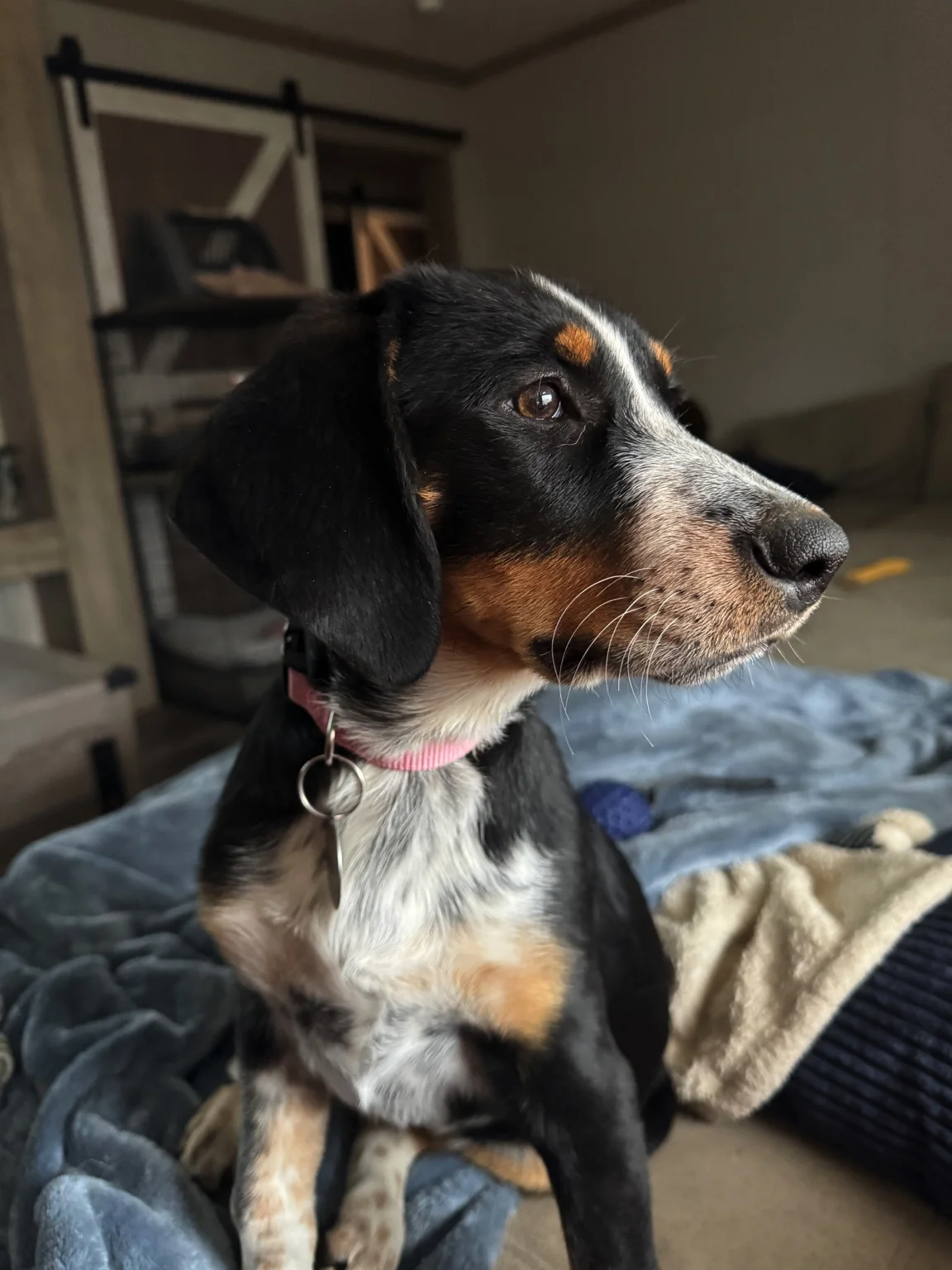 Gracie the hound at Gunfighter Ranch