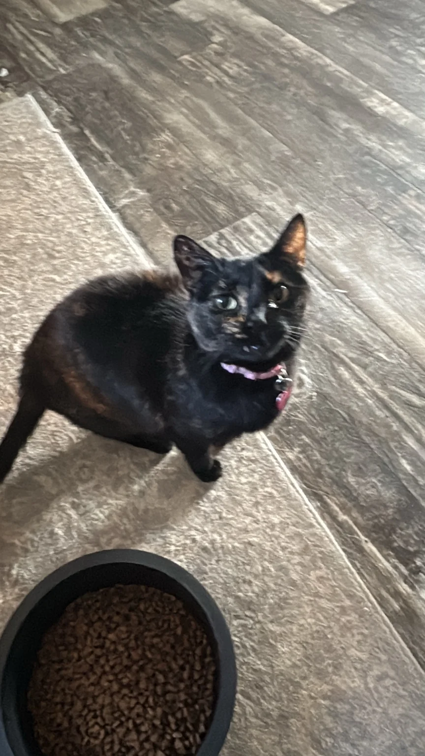 Karen the cat at Gunfighter Ranch